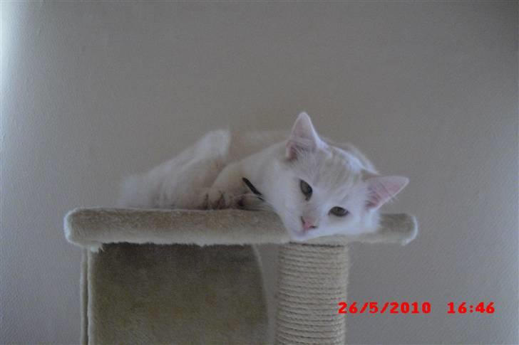 Blanding af racer Gismo billede 1