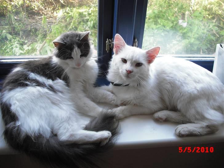 Blanding af racer Gismo - Min kæreste Smilla og jeg. billede 2