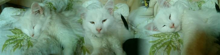 Blanding af racer Gismo billede 3