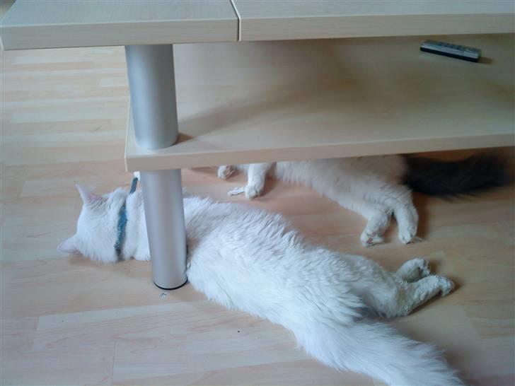 Blanding af racer Gismo billede 4