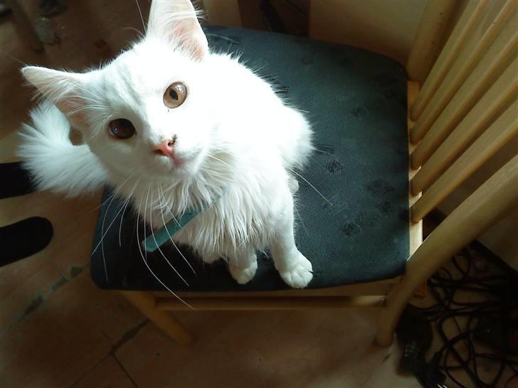 Blanding af racer Gismo billede 5