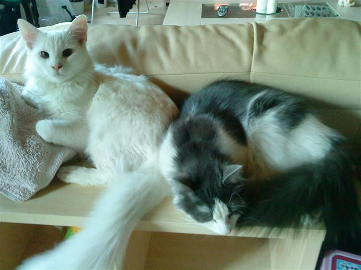 Blanding af racer Gismo billede 6