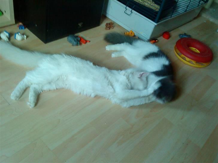 Blanding af racer Gismo billede 7