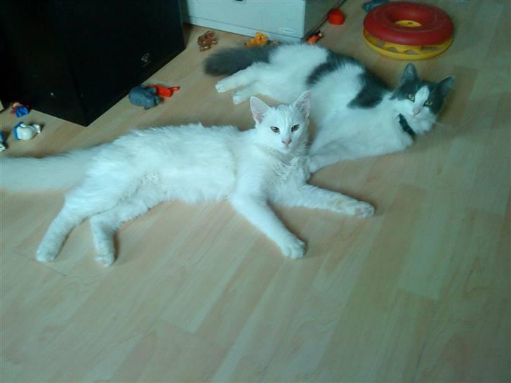 Blanding af racer Gismo billede 8