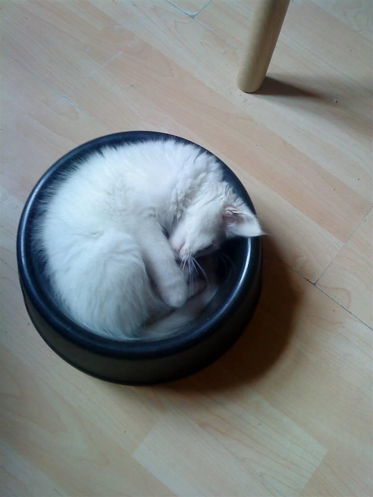 Blanding af racer Gismo - billed fra jeg var killing billede 9