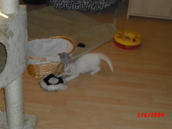 Blanding af racer Gismo - billed fra jeg var killing billede 10