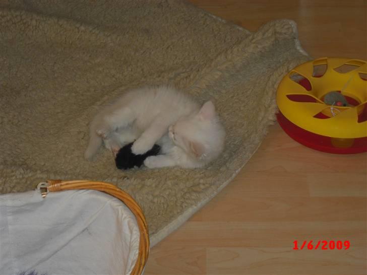 Blanding af racer Gismo - billed fra jeg var killing billede 11