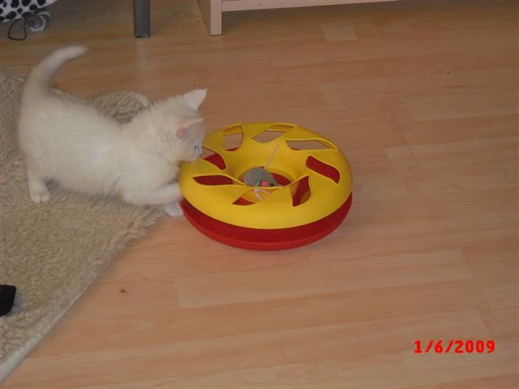 Blanding af racer Gismo - billed fra jeg var killing billede 12