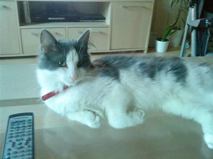 Maine Coon Smilla billede 1