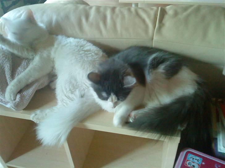 Maine Coon Smilla billede 2