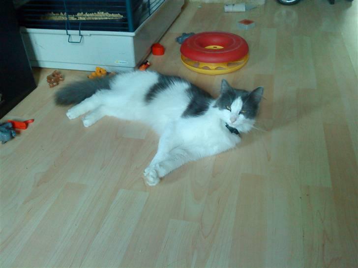 Maine Coon Smilla billede 3