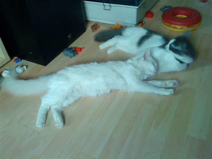 Maine Coon Smilla billede 4