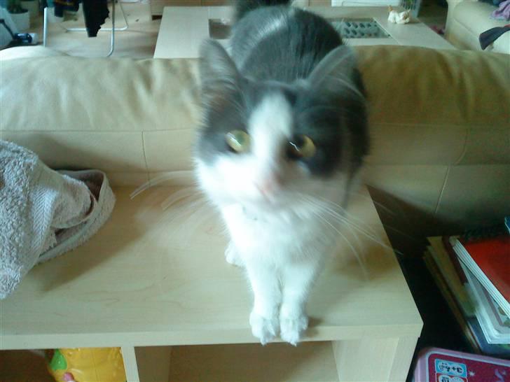 Maine Coon Smilla billede 5