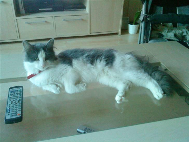 Maine Coon Smilla billede 6