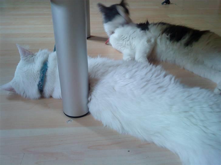 Maine Coon Smilla billede 7