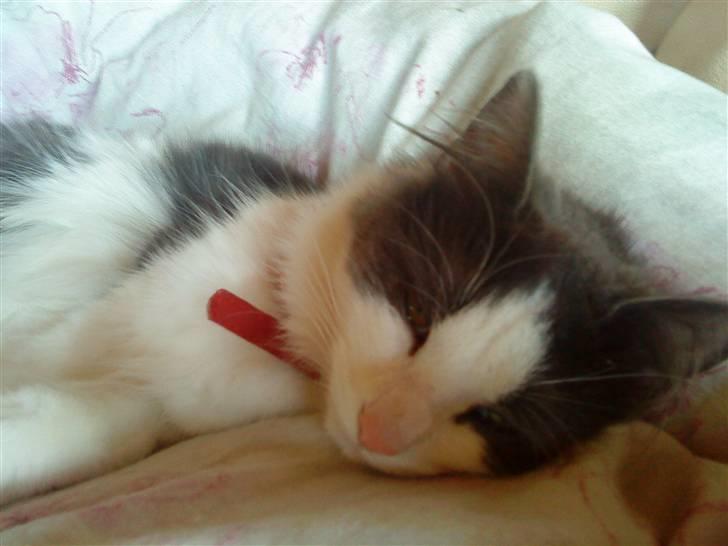 Maine Coon Smilla billede 8