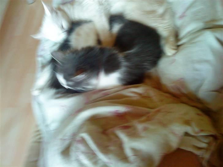 Maine Coon Smilla billede 9