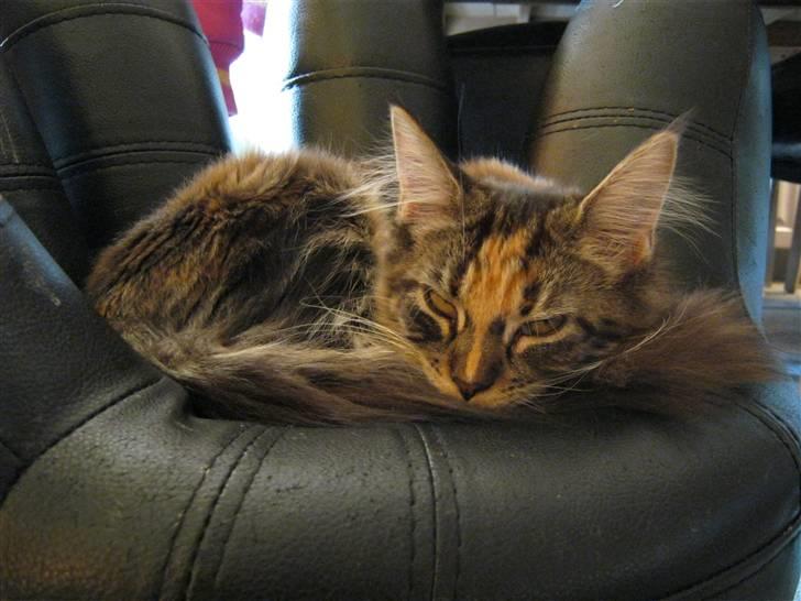 Maine Coon lykkekatte Lakota billede 8