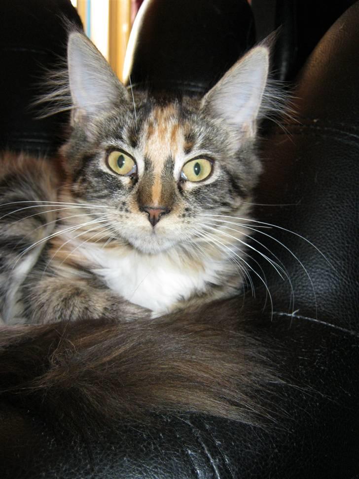 Maine Coon lykkekatte Lakota billede 9