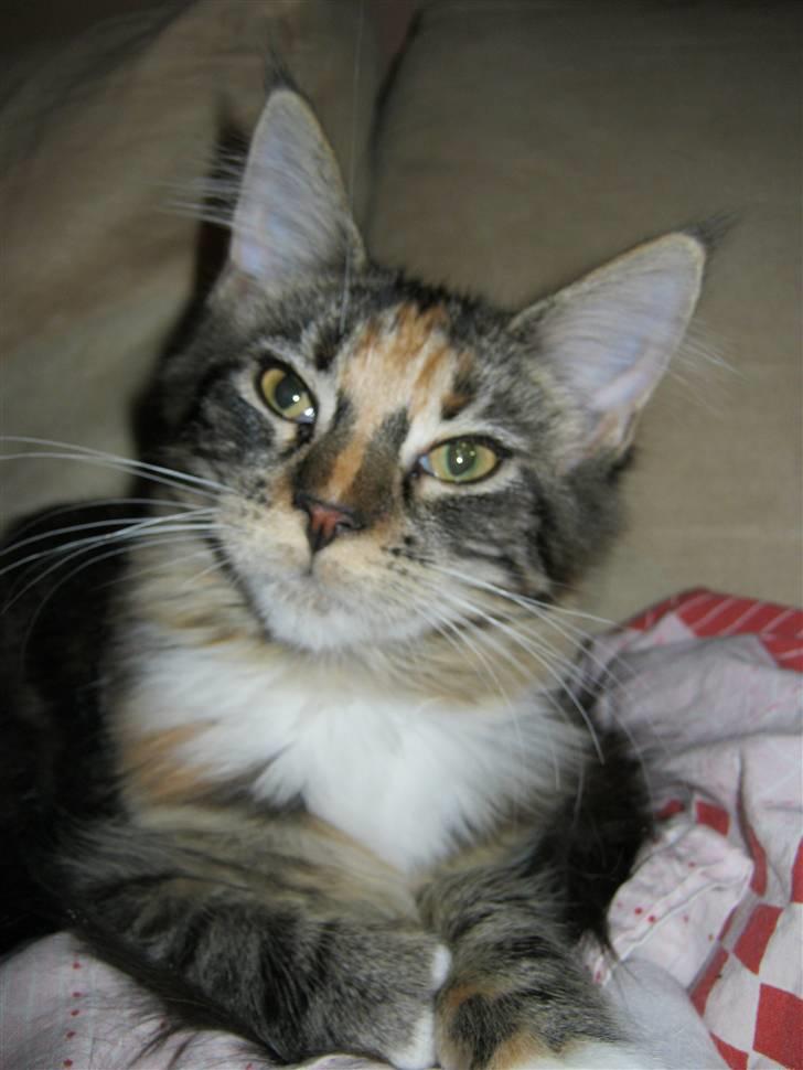 Maine Coon lykkekatte Lakota billede 10