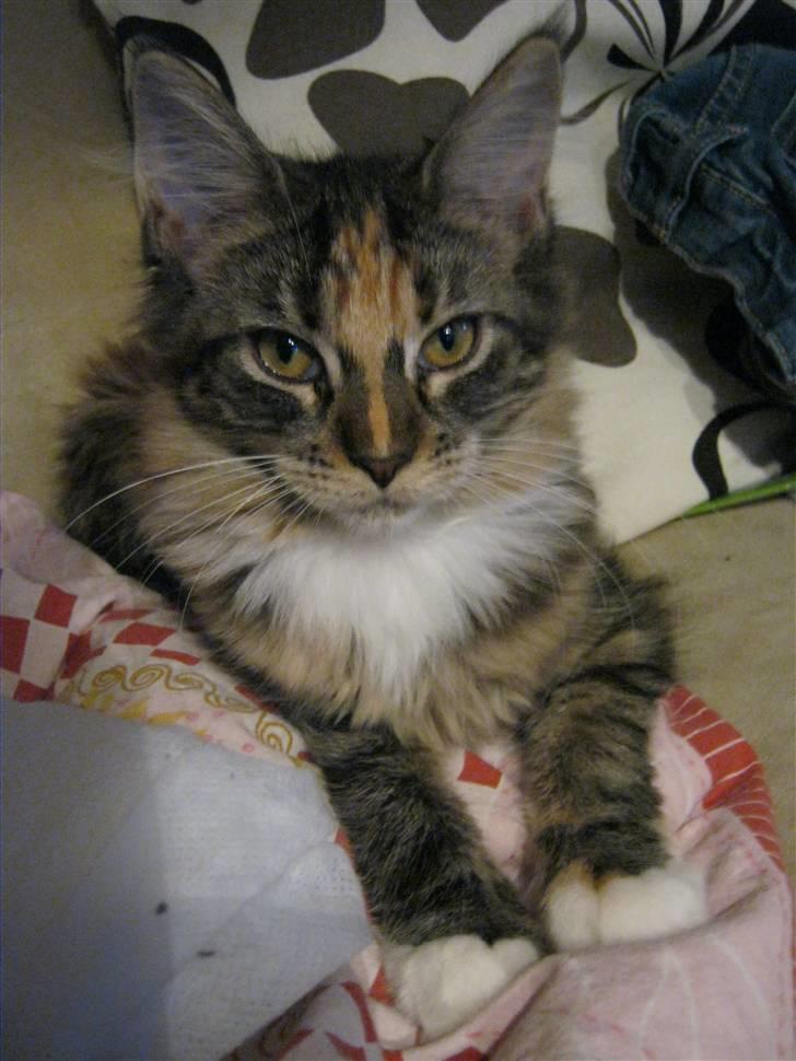 Maine Coon lykkekatte Lakota billede 11