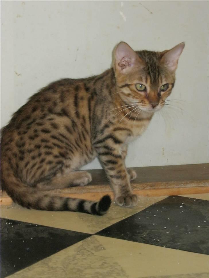 Bengal lykkekatte Melody billede 6