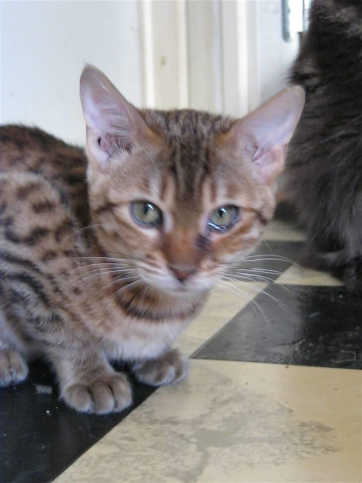 Bengal lykkekatte Melody billede 7
