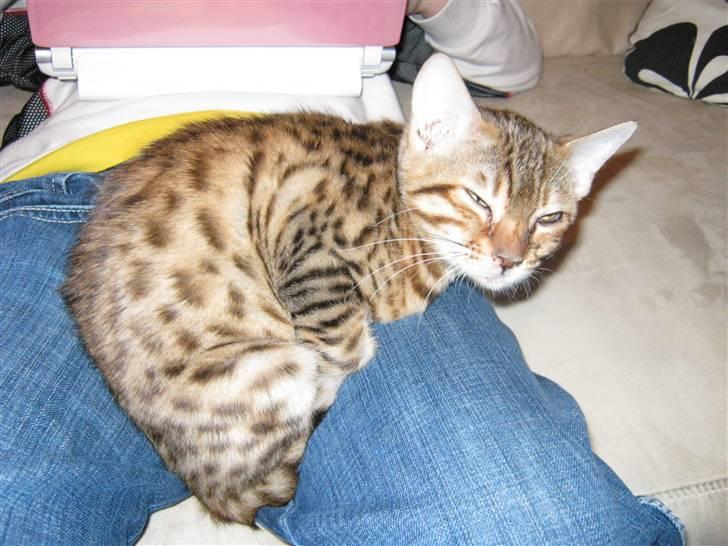 Bengal lykkekatte Melody - ihhh det er så dejligt at putte her også er her varmt griner billede 8