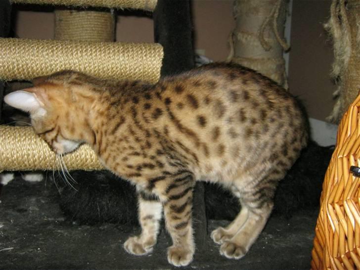 Bengal lykkekatte Melody - hey venner hvad laver i.... pas på nu kommer jeg hi hi billede 9