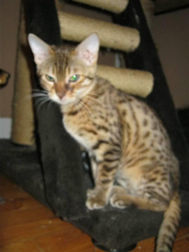 Bengal lykkekatte Melody - moar jeg gider ikk nu hvorfor skal jeg altid sidde pænt når hun har det der i hånden griner billede 10