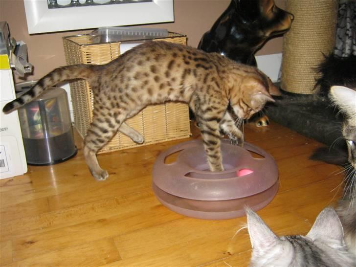 Bengal lykkekatte Melody - haha boldt du skal fanges så nu hopper jeg på dig så du ikk smutter fra mig.... haha billede 11