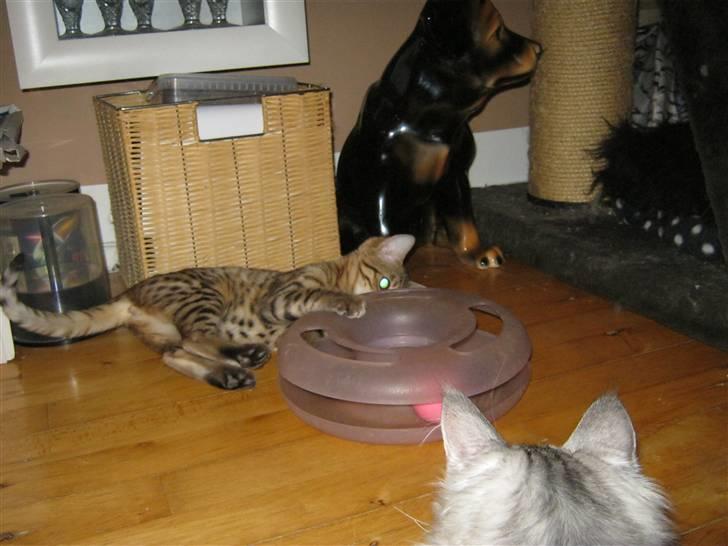 Bengal lykkekatte Melody - ihhhh bliv nu hos mig nu ligger jeg jo helt stille griner billede 12