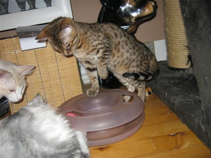 Bengal lykkekatte Melody - ok så prøver jeg da bare med et andet hop og håber det virker griner billede 13