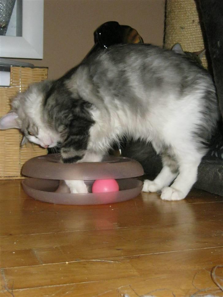 Maine Coon Lovely coons Dakota billede 20