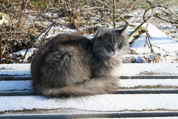 Norsk Skovkat Mini Mis billede 9