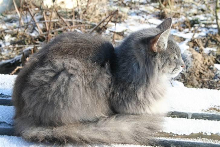 Norsk Skovkat Mini Mis billede 10