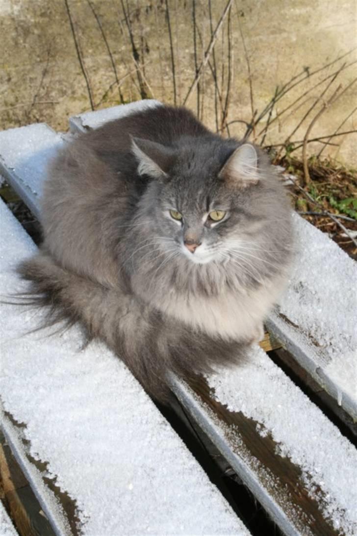 Norsk Skovkat Mini Mis billede 11