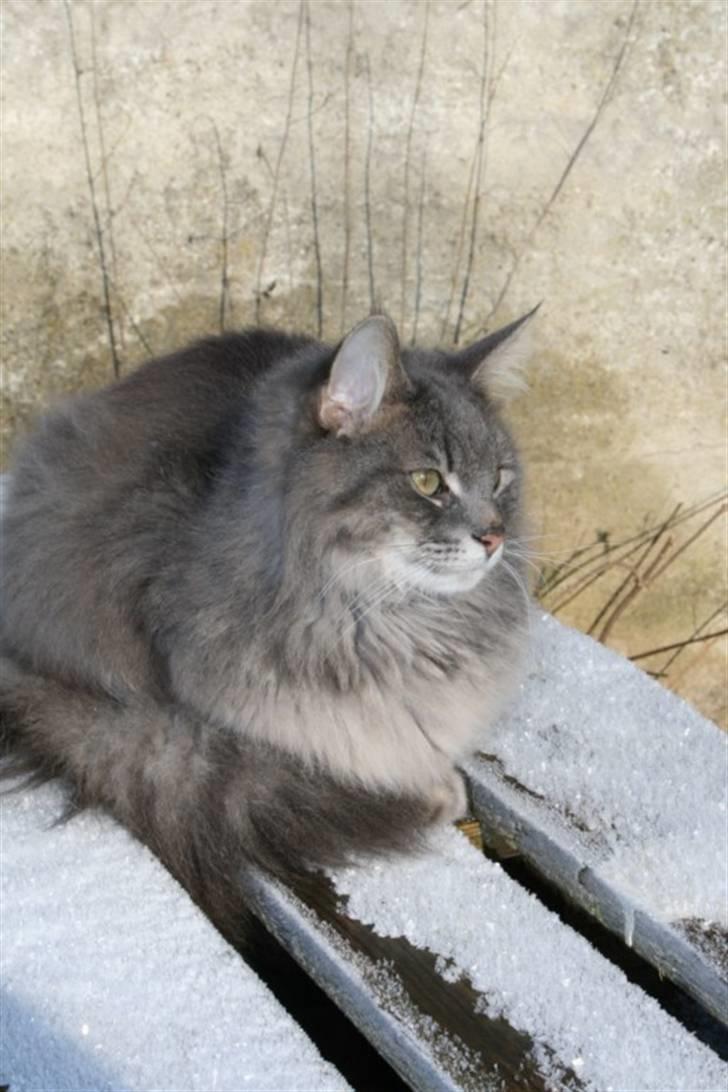 Norsk Skovkat Mini Mis billede 12