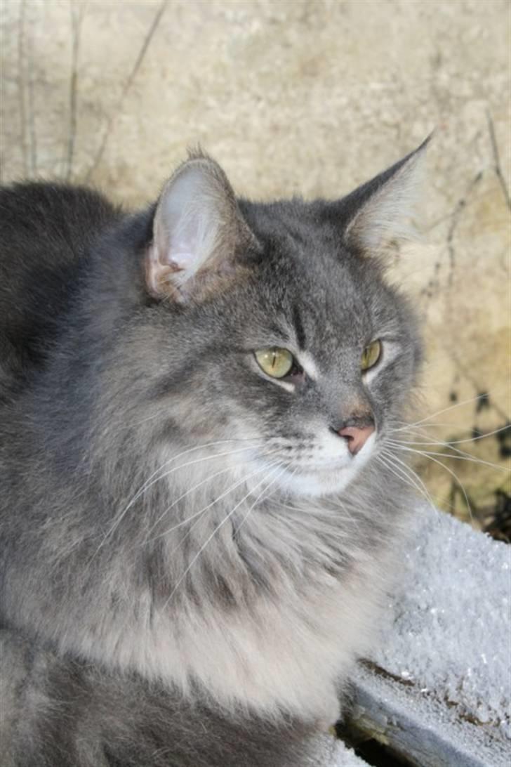 Norsk Skovkat Mini Mis billede 13