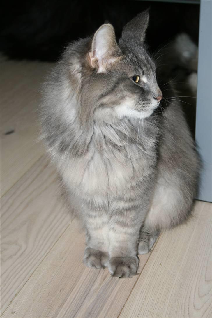 Norsk Skovkat Mini Mis billede 14