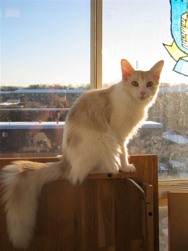 Maine Coon Lykkekatte Jersey billede 13