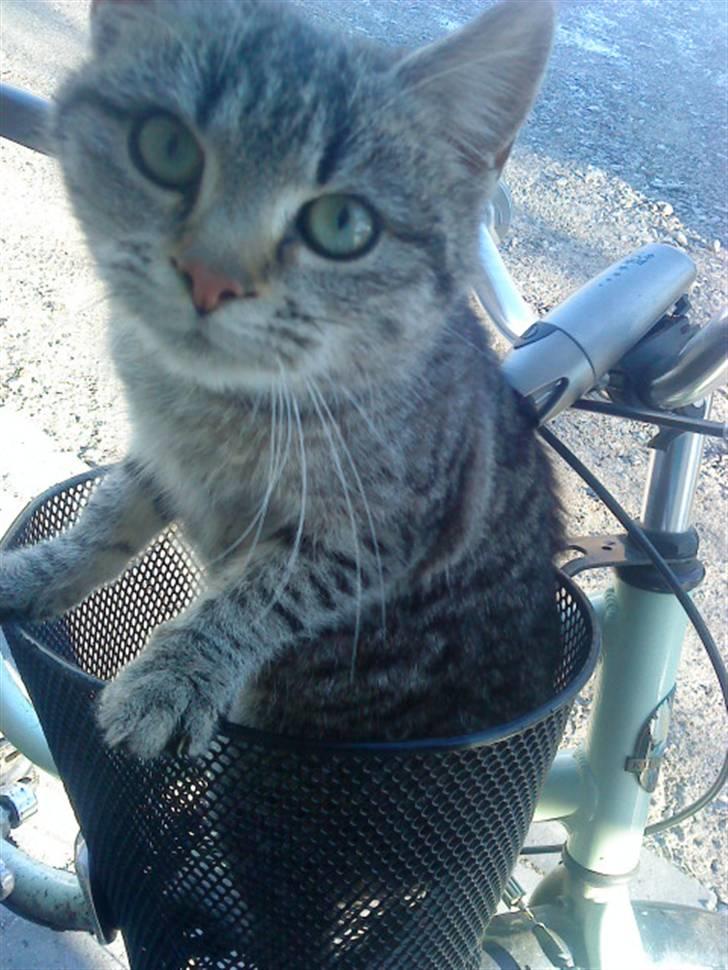 Huskat » Fie | R.I.P « - Velkommen til Fie´s profil |  billede 1