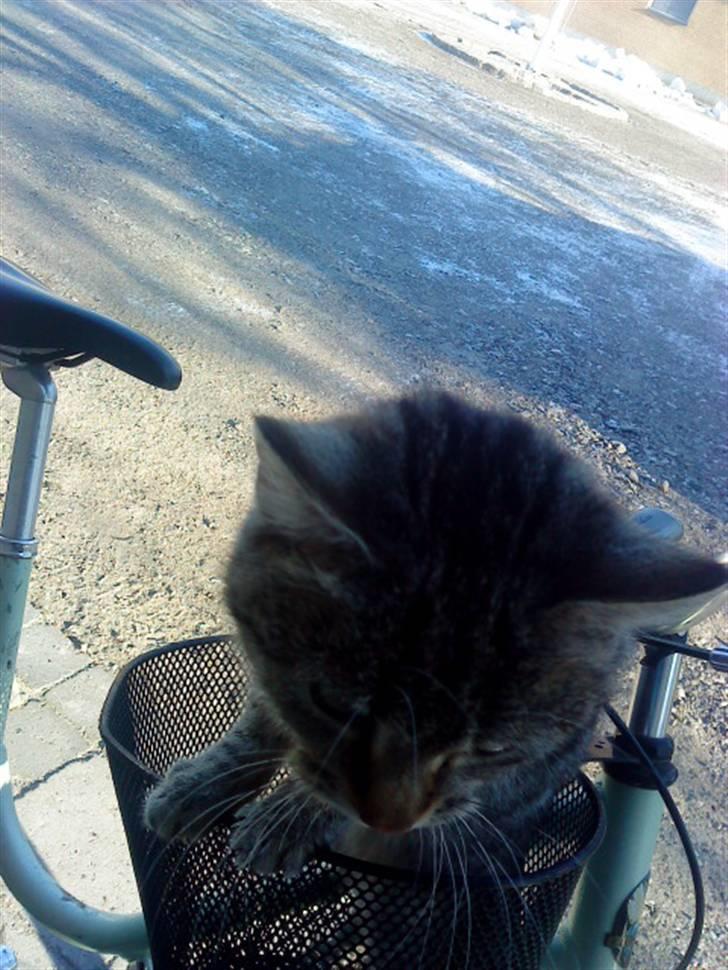 Huskat » Fie | R.I.P « billede 2