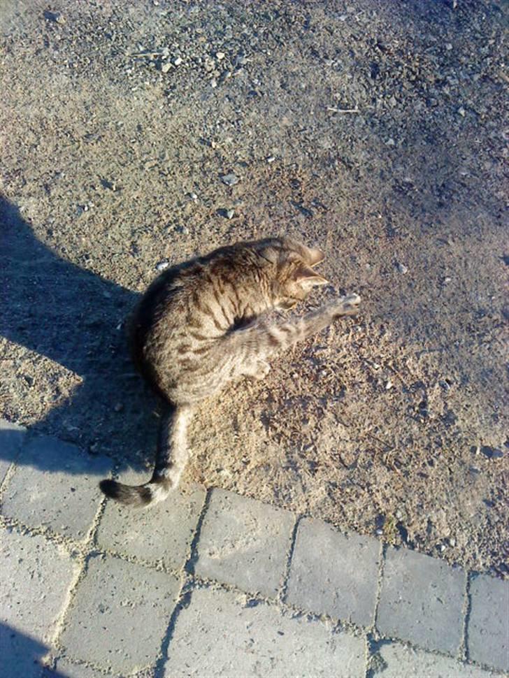 Huskat » Fie | R.I.P « billede 3