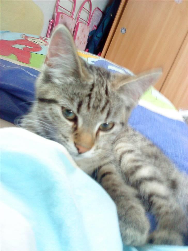 Huskat » Fie | R.I.P « billede 4