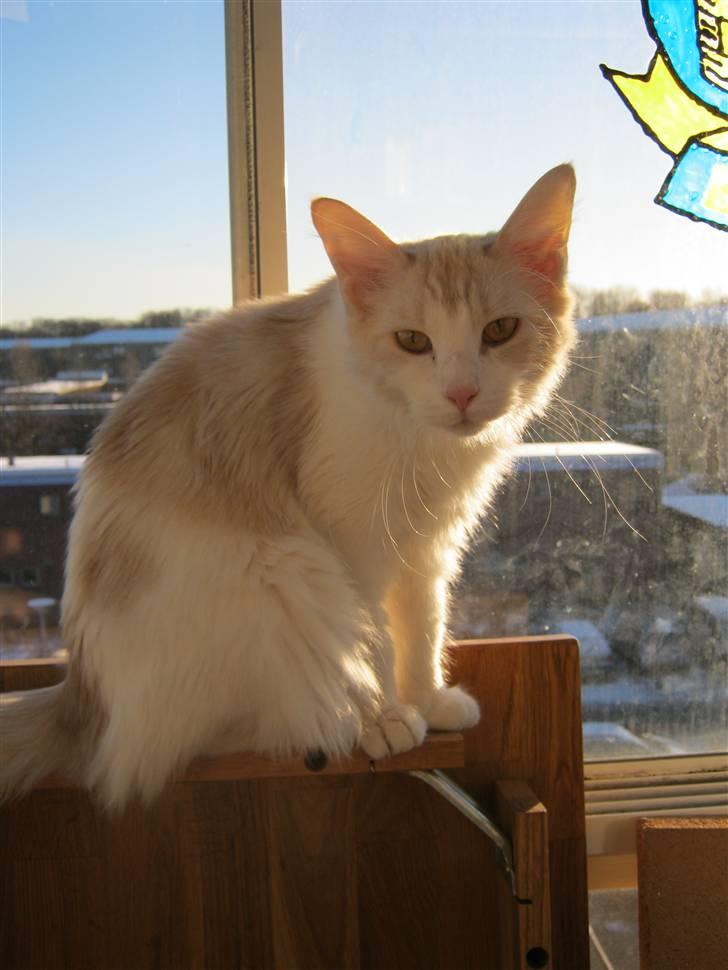 Maine Coon Lykkekatte Jersey billede 14