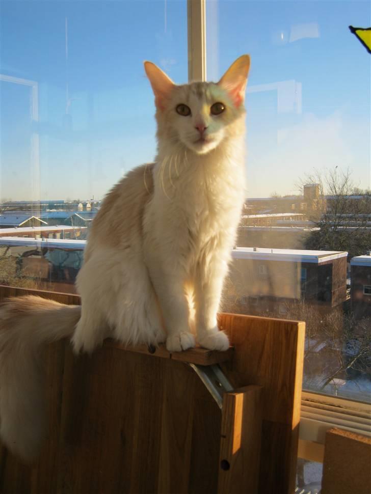 Maine Coon Lykkekatte Jersey billede 15