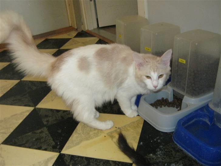 Maine Coon Lykkekatte Jersey billede 16