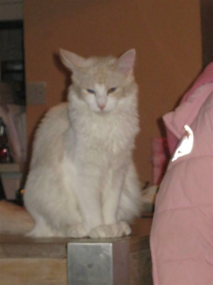 Maine Coon Lykkekatte Jersey billede 17