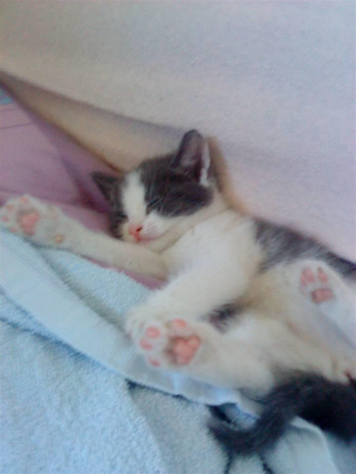 Huskat » Sofie « - Velkommen til Sofie´s profil | billede 1